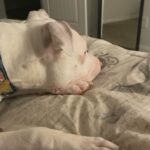 Rehome Pitbull in Houston, Texas