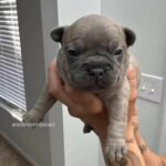 French Bulldog Pups Available in Snellville, Georgia
