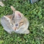 Female Kitties in Woodland, California