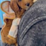 DFW Cockapoo in Crowley, Texas