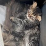 Doll Faced Persian in Central Islip, New York