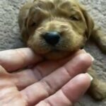 Penny in Springfield, Missouri