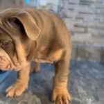 Female English bulldog Puppies in Long Beach, California