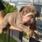 Female English Bulldog Puppy For New Home 🏡 in Long Beach, California