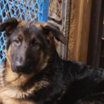 German Shepherd in Seattle, Washington