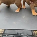 Chocolate Tri Female Bullys in New York City, New York