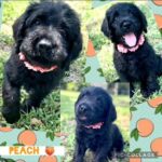 Labradoodles in Plant City, Florida
