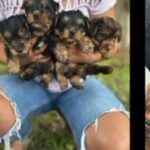 Teacup Yorkies in Hollywood, Florida