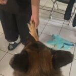 giving my Purebred German shepherd away no charge all free he is a AKC male german shepherd in La Habra, California