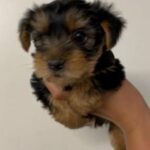 Teacup Yorkies in Hollywood, Florida