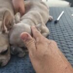 Frenchies in Victorville, California