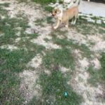 American Bullies Puppies in Ocala, Florida