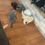 Persian Kittens in San Angelo, Texas