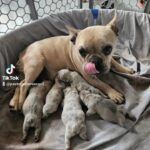 akc Frenchies in Victorville, California