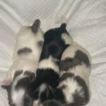 Kirah Pups Girl Yorkies in Albany, New York