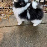 Teacup Pomeranian puppy for sale in Arizona City, Arizona