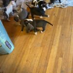 8 American Staffordshire Terrier in Arizona City, Arizona