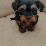 Toy Yorkie pups in Arizona City, Arizona
