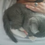 5 week old male kitten in New York City, New York