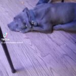 Pit Bull Terrier For Sale in Milwaukee, Wisconsin
