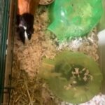 Two Guinea Pigs in Gastonia, North Carolina