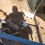 bull dogs in Victorville, California