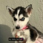 Siberian Husky in Houston, Texas