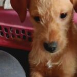 Fuzzy Pedro needs a family in Mineral Wells, Texas