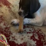 GSP in Tacoma, Washington
