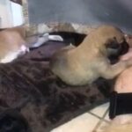 Belgain Malinois in Compton, California