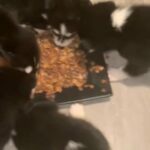 Siberian Husky Pups in Hollywood, Florida