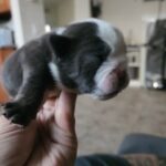 shrinkabulls mickey blue eyes in Victorville, California