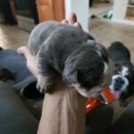 shrinkabulls mickey blue eyes in Victorville, California