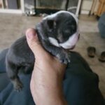 shrinkabulls mickey blue eyes in Victorville, California