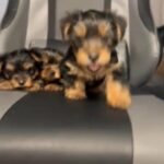 Teacup Yorkie Puppies in West Palm Beach, Florida