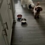 Female Shih Tzu in New Albany, Indiana