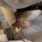 Egyptian Mau Kittens in Central Islip, New York