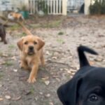 Gorgeous AKC Vizsla / Black Labrador puppies in Arizona City, Arizona