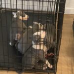 Puppy paws new family addition in Arizona City, Arizona