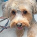 Selling my Yorkie in Arizona City, Arizona
