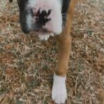 Female Boxer Puppy in Arizona City, Arizona