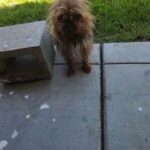 teacup Yorkies in Victorville, California