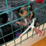 Registered male Yorkie puppies for sale in Arizona City, Arizona