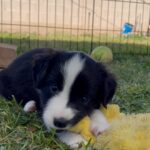 8 week old Shicon Teddy Bear Puppies in Arizona City, Arizona