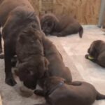 Akc champion chocolate lab pups in Arizona City, Arizona