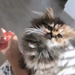 Mickki Doll Faced Persian in Central Islip, New York