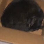 Cat For Sale!! in Yulee, Florida