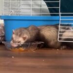 Ferret For Sale in New York City, New York