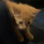 Her Name is LOVELY! ? in City of Orange, New Jersey