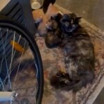 Kittens in Union (Township), New Jersey